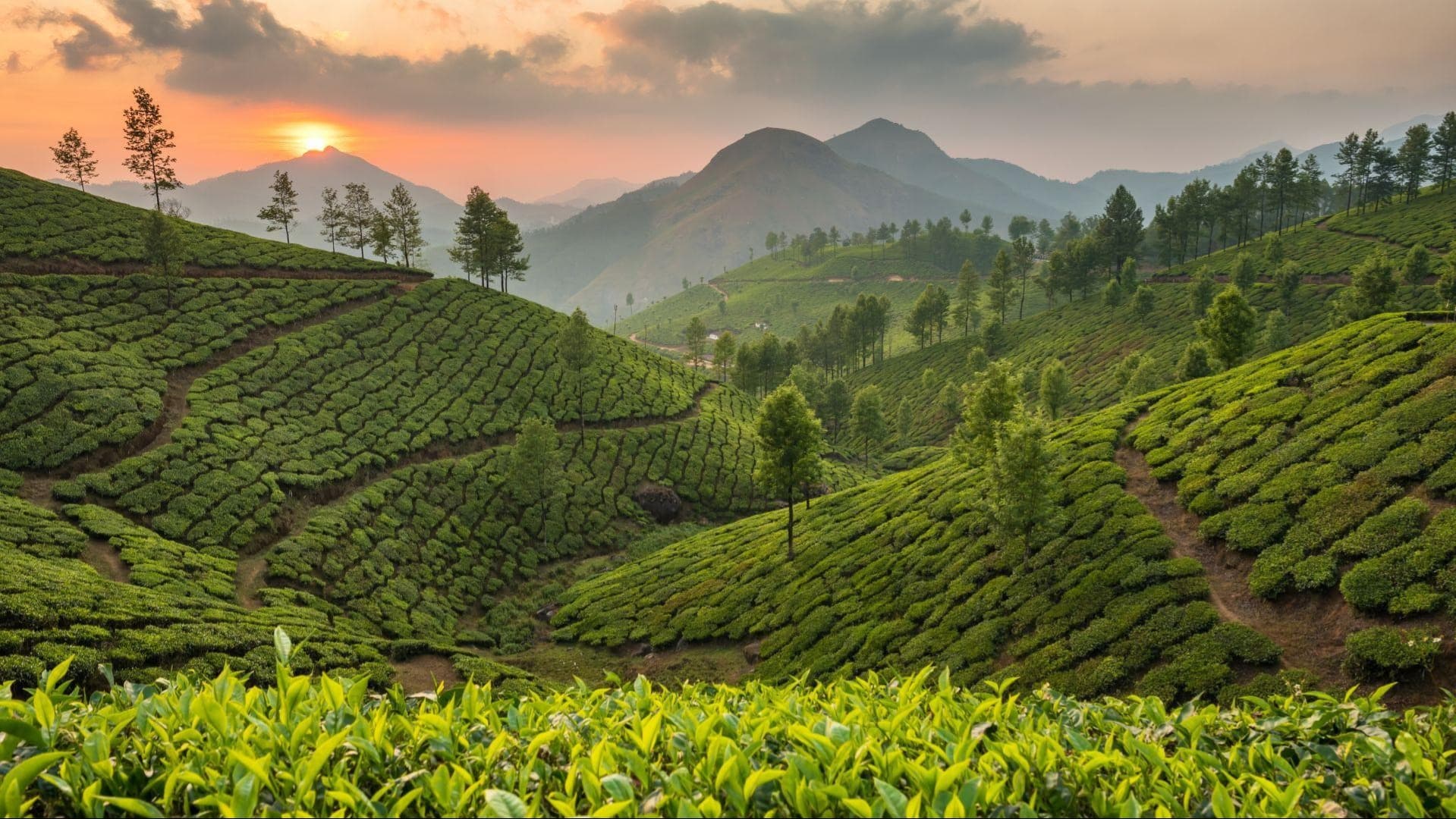 MUNNAR - Gallery Image 4